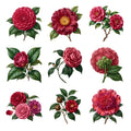 Camellia Blossoms — Complete assortment