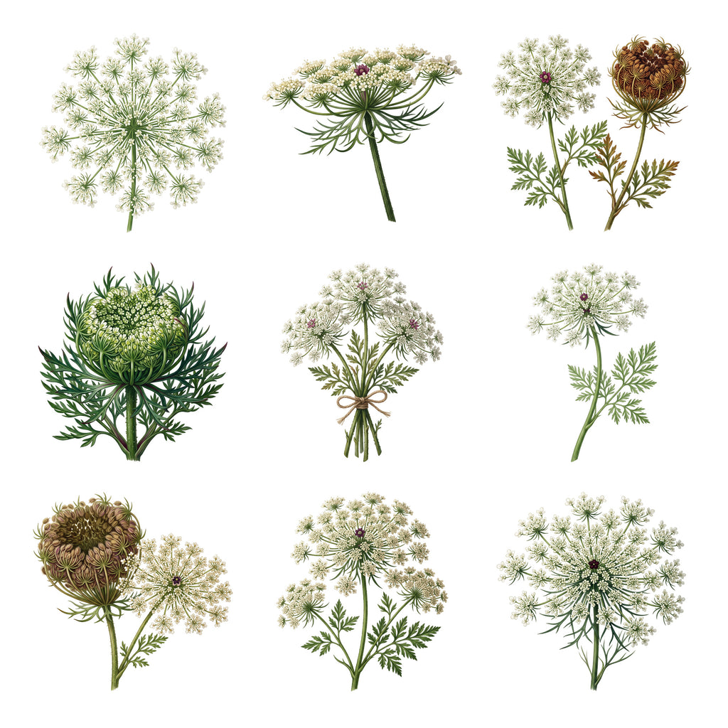 Queen Annes Lace — Complete assortment