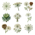 Queen Annes Lace — Complete assortment