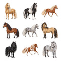 Miniature Horses — Complete assortment