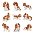 Cavalier King Charles Spaniel — Complete assortment
