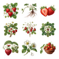 Strawberries and Blossoms — Complete assortment