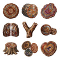 Petrified Wood Specimens — Complete assortment