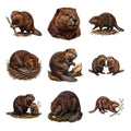 Beaver Builders — Complete assortment