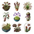 Carnivorous Plant Cabinet — Complete assortment