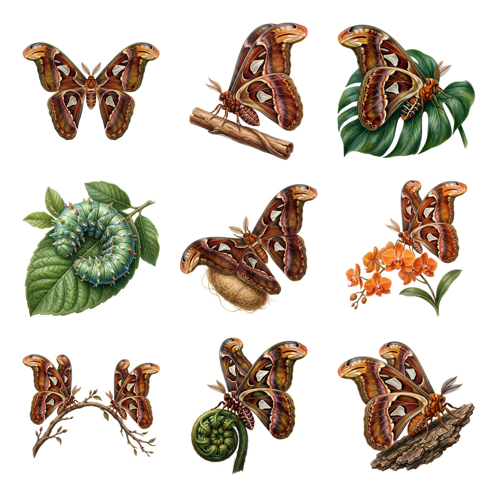 Atlas Moth Collection — Complete assortment
