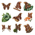 Atlas Moth Collection — Complete assortment