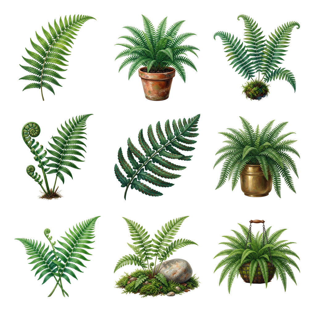 Boston Fern Fronds — Complete assortment