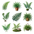 Boston Fern Fronds — Complete assortment
