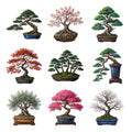 Bonsai Trees — Complete assortment