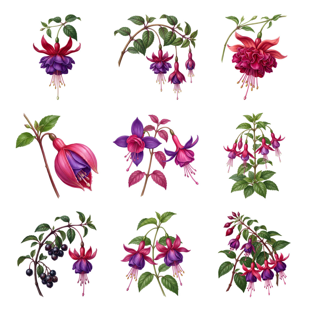 Fuchsia Lantern Flowers — Complete assortment