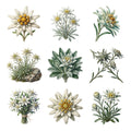 Edelweiss Alpine Blooms — Complete assortment