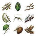 Walking Stick Insects — Complete assortment
