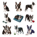 Boston Terriers — Complete assortment
