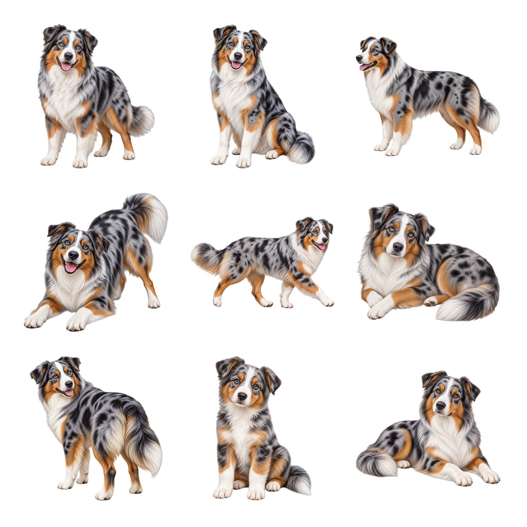 Australian Shepherd — Complete assortment