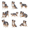 Australian Shepherd — Complete assortment