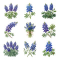 Bluebonnet Meadows — Complete assortment