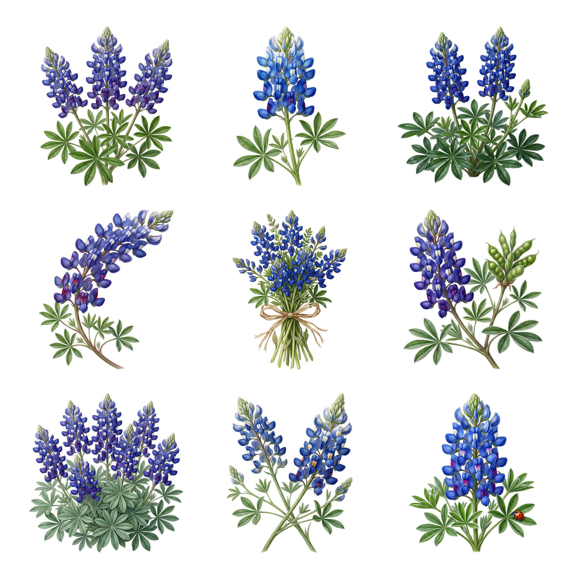 Bluebonnet Meadows — Complete assortment