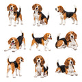 Beagle — Complete assortment