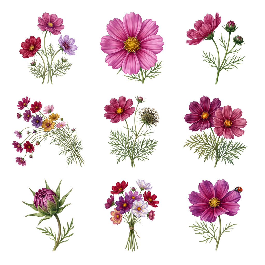 Cosmos in the Breeze — Complete assortment
