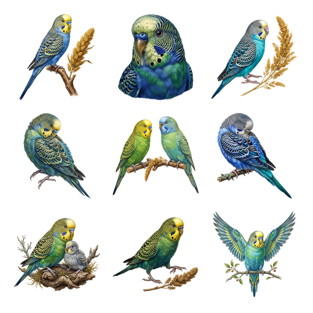 Budgie Companions — Complete assortment