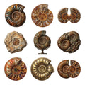 Fossil Ammonite Collection — Complete assortment