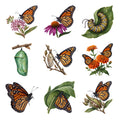 Monarch Butterfly Life — Complete assortment