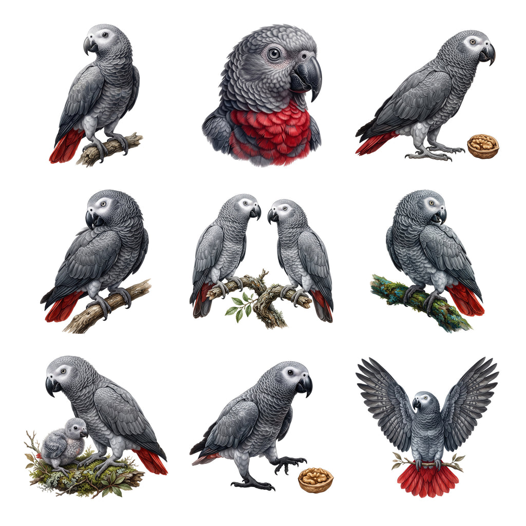 African Grey Parrots — Complete assortment