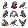 African Grey Parrots — Complete assortment