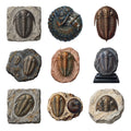 Trilobite Fossil Cabinet — Complete assortment