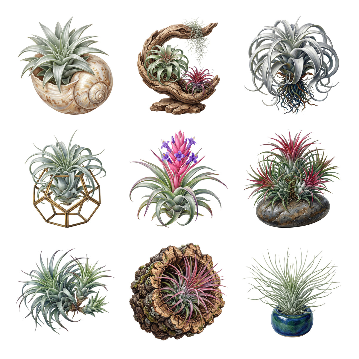 Air Plant Sculptures — Complete assortment