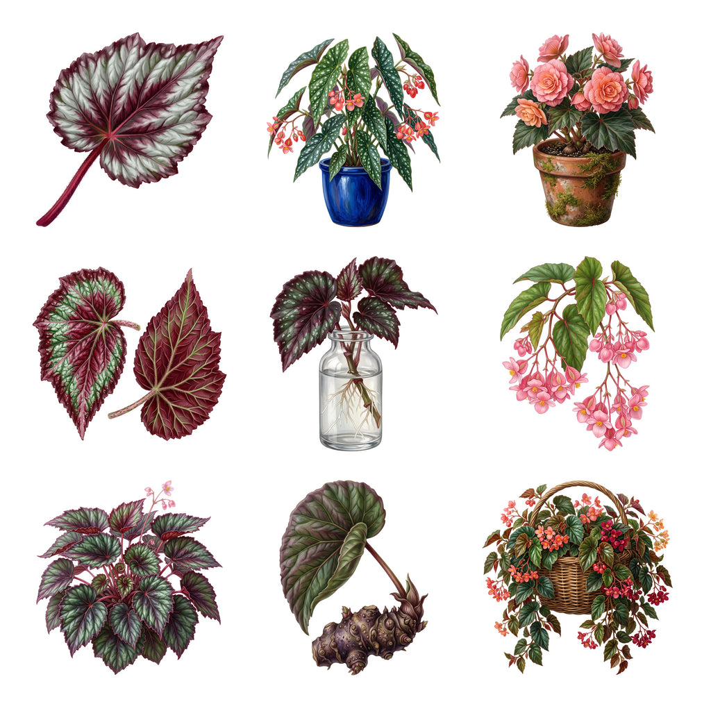 Begonia Houseplants — Complete assortment