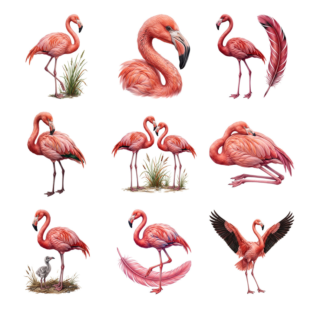 Flamingo Lagoon — Complete assortment