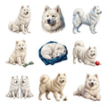 Samoyeds — Complete assortment