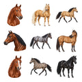 American Quarter Horses — Complete assortment