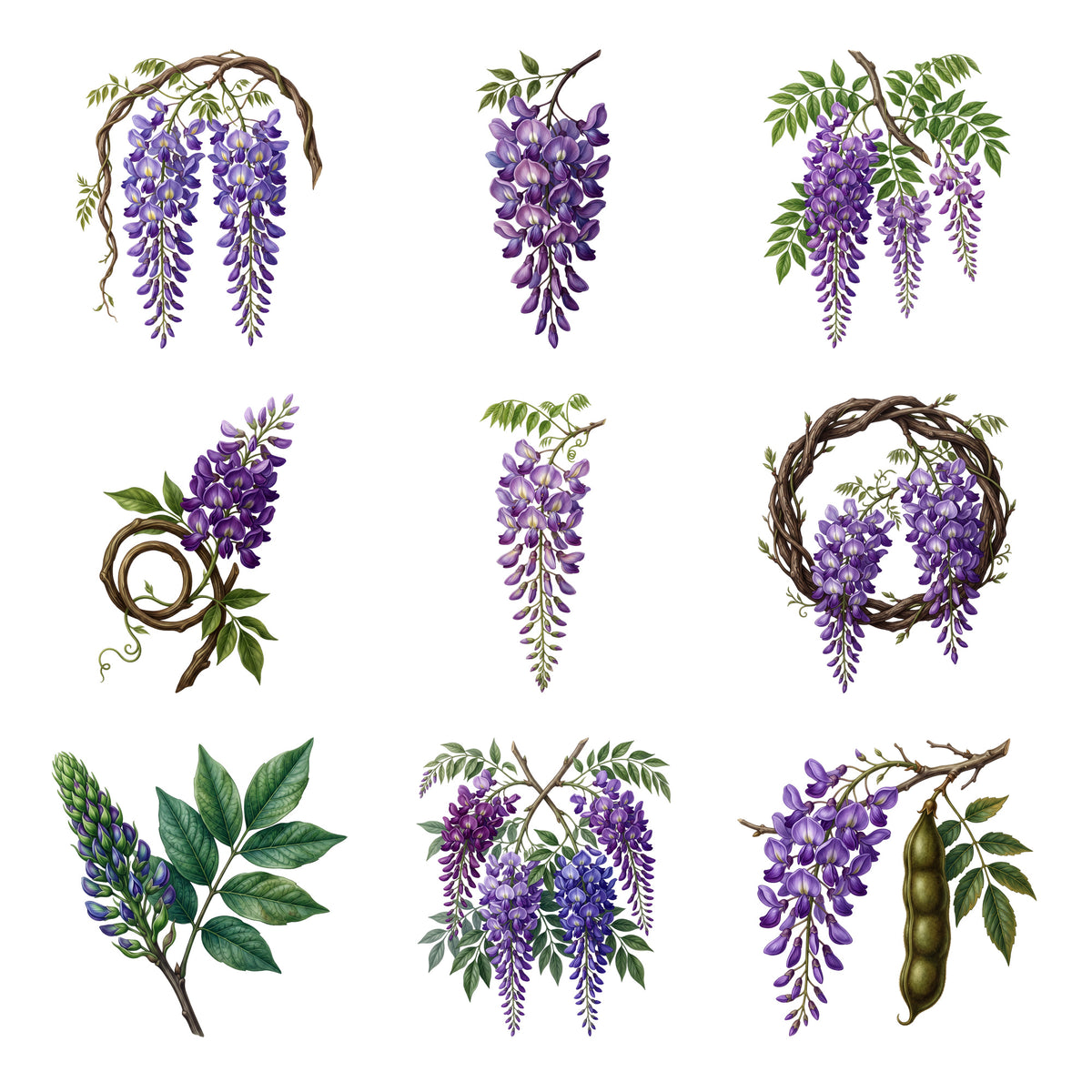 Wisteria Cascades — Complete assortment