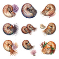 Nautilus Shell Voyagers — Complete assortment
