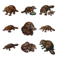 Platypus Creek Explorers — Complete assortment