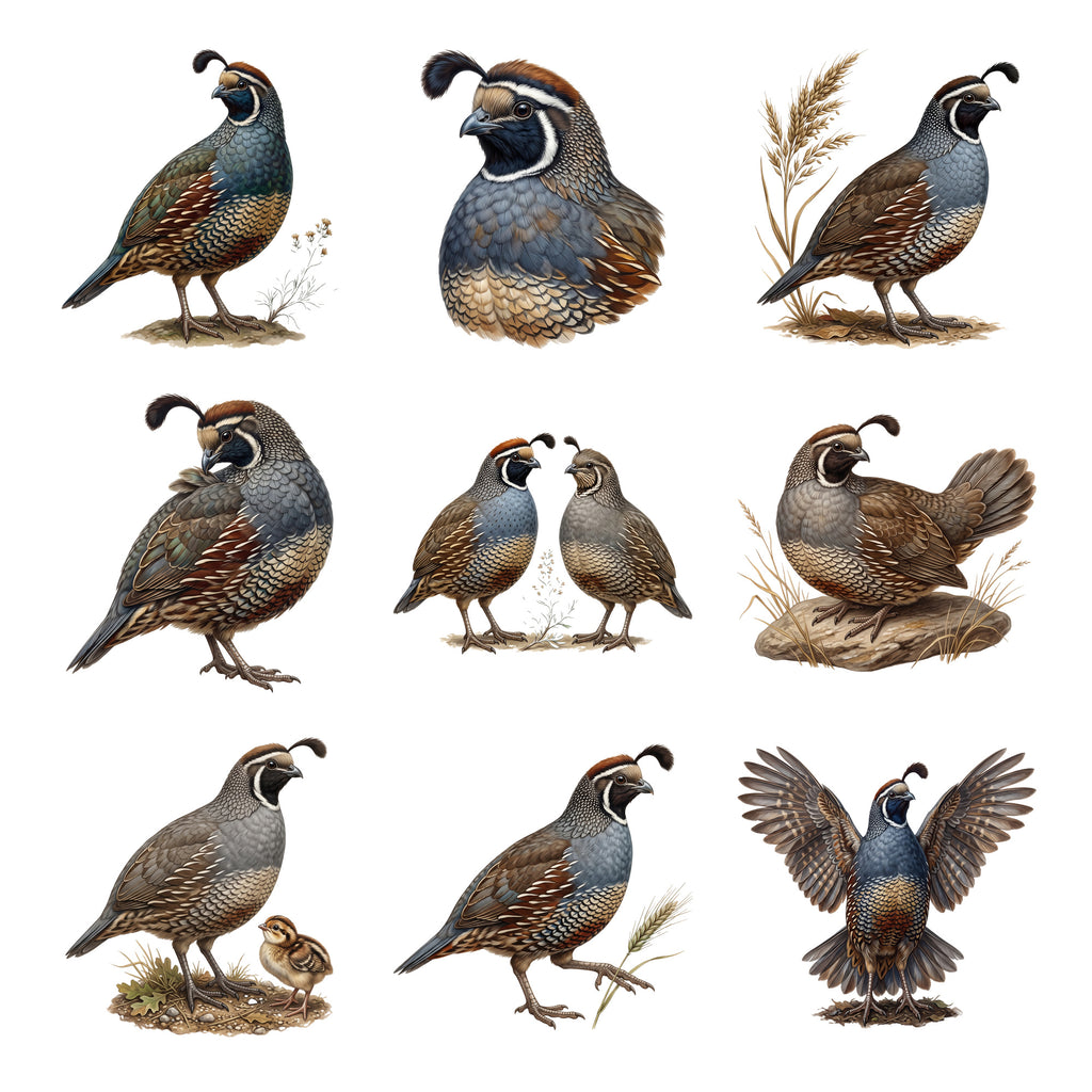 Quail Coveys — Complete assortment