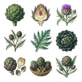 Artichoke Botanicals — Complete assortment
