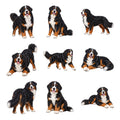 Bernese Mountain Dog — Complete assortment