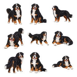 Bernese Mountain Dog — Complete assortment