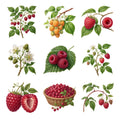 Raspberry Canes — Complete assortment