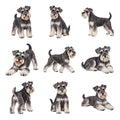 Miniature Schnauzer — Complete assortment