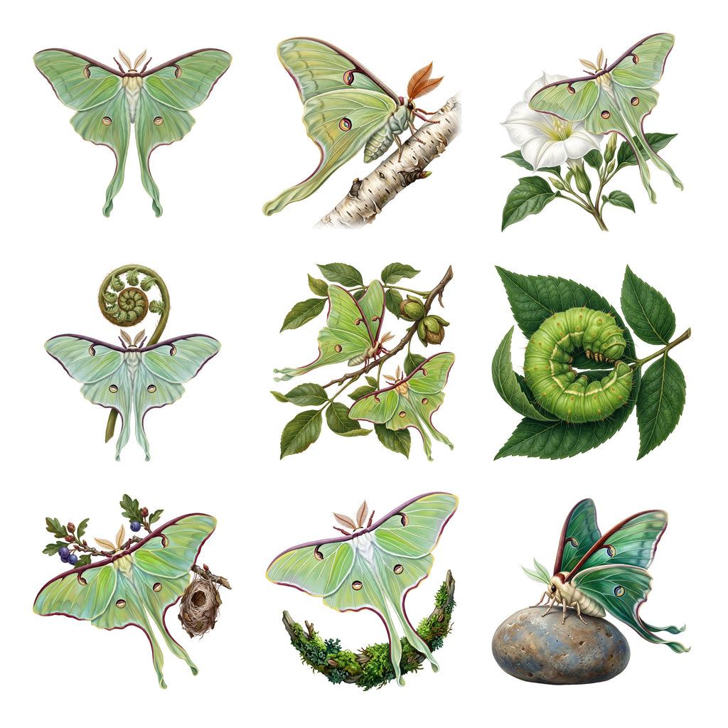 Luna Moth Nights — Complete assortment