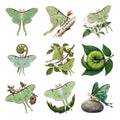 Luna Moth Nights — Complete assortment
