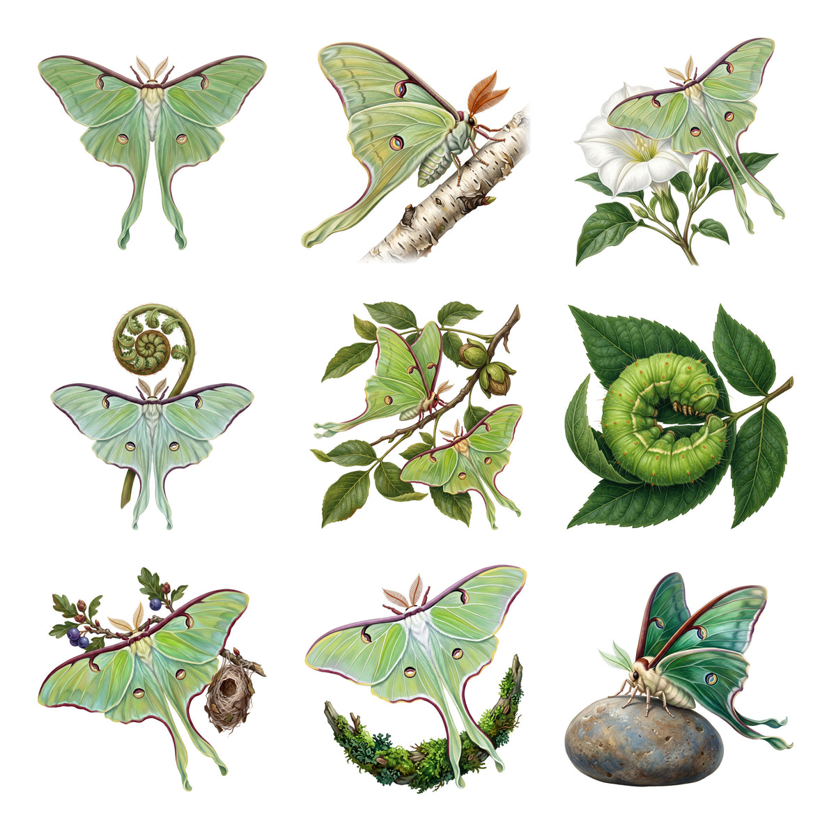 Luna Moth Nights — Complete assortment