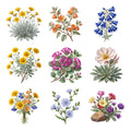 Desert Wildflower Medley — Complete assortment