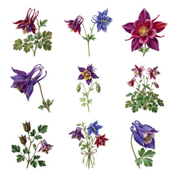 Columbine Flowers — Complete assortment