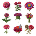 Zinnia Rainbow — Complete assortment